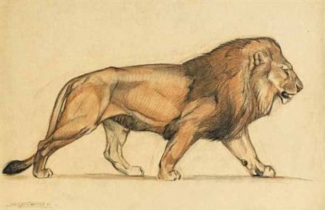 Lion Body Reference, Lion Walking Drawing, Lion Drawing Reference, Lion Drawing Sketches, Lion Reference, Lion Anatomy, Lion Walking, Lion Sketch, Dinosaur Sketch