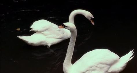 Dark Water, Swans, A Quote, In The Dark, Swimming, Water, White