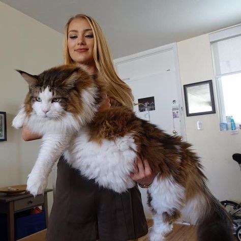 Maincoon Cat Big, Huge Cats, Mancoon Cat, Mancoon Cats, Giant Cats, Maincoon Cat, Cat Age, Big House Cats, Largest Domestic Cat