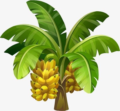 Banana Fruit Image, Boarder Designs Aesthetic, Banana Png, Tree Vector Png, Banana Clipart, Pisang Ijo, Banana Games, Fruit Splash, Banana Plants