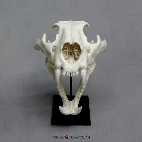 African Lion Skull, Male Lion Skull, Tiger Skull, Ancient Dogs, Dog Skull, Framed Insect, Skull Reference, Wild Lion, Human Bones, Animal Skeletons