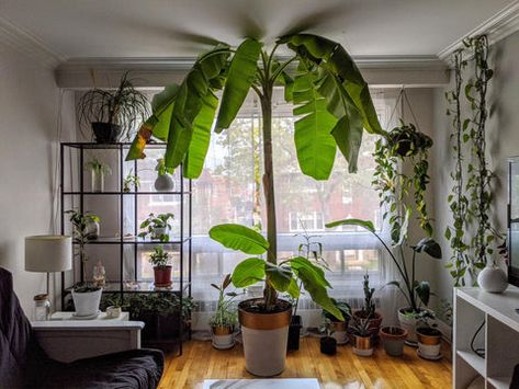 Indoor Banana Tree, Cheap Plants, Gardening Aesthetic, Tattoo Plant, Plant Care Tips, Aesthetic Garden, Home Decor Garden, Plant Hacks, Banana Plants