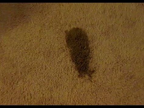 Remove Carpet, Carpet Diy, Carpet Stain, Gastrointestinal Disease, Dry Carpet Cleaning, Carpet Cleaning Business, Dog Remedies, Deep Carpet Cleaning, Carpet Ideas