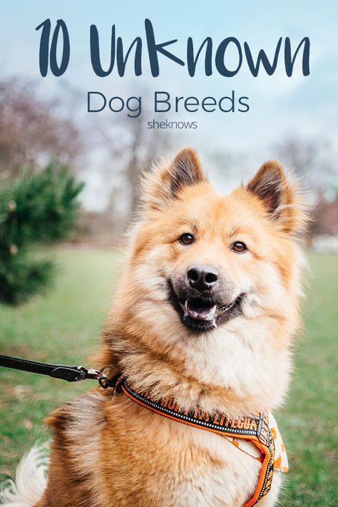 Dog Breeds That Dont Shed, Tiny Dog Breeds, Dog Breed Names, Chinese Dog, Rare Dogs, Expensive Dogs, Rare Dog Breeds, Akc Breeds, Dog Breeds List