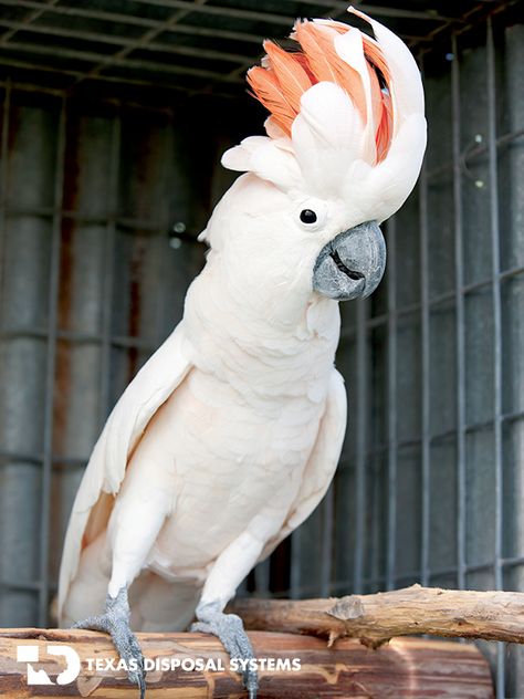 Moluccan Cockatoo at the #TDS Exotic Game Ranch  #cockatoo, #bird Cacatoo Bird, Moluccan Cockatoo, Amazon Birds, Parrot Tattoo, Cockatoo Bird, Australian Parrots, Regard Animal, Pink Cockatoo, Australia Animals