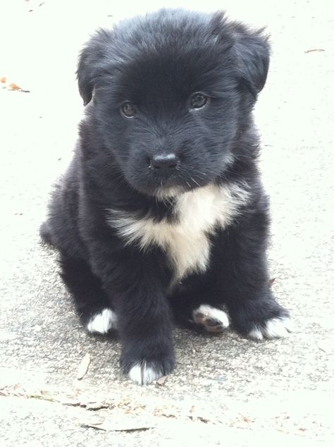 golden retriever and black lab mix STOP IT RIGHT NOW Golden Retriever Mix Puppies, Big Dogs Breeds, Lab Mix Puppies, Biggest Dog In The World, Black Lab Mix, Funny Dog Signs, Funny Dog Jokes, Biggest Dog, Cute Fluffy Dogs