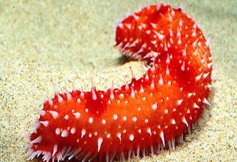 BFAR tightens rules on sea cucumber trading | Agriculture ... Brittle Star, Cucumber Canning, Keystone Species, Sea Cucumber, Monterey Bay Aquarium, Kingdom Animalia, Sea Slug, Underwater Creatures, Marine Animals