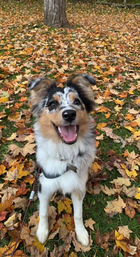 Gremen Sheperd, Austrian Shepherd, Puppy Boy, American Shepherd, Good Traits, Dream Dog, Very Cute Dogs, Pretty Animals, Cute Dogs And Puppies