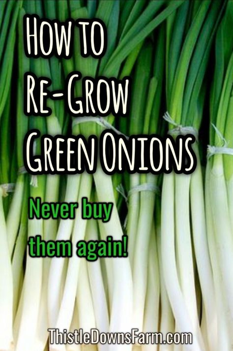 Grow Green Onions, Green Onions Growing, Copper Garden, Growing Onions, Growing Microgreens, Container Vegetables, Growing Greens, Veg Garden, Container Gardening Vegetables