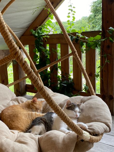 Living With Cats Aesthetic, House Cat Aesthetic, Cat Home Aesthetic, Cozy Cat Aesthetic, Cat Oasis, Cats Chilling, Cats In House, Cat Cottagecore, Cats Room