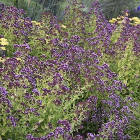 Origanum_Drops_of_Jupiter_ornamental_oregano_wg_ORIDJ_02 Perennials For Full Sun, Ornamental Oregano, Full Sun Landscaping, Drops Of Jupiter, Oregano, Perennials, Garden Ideas, The Beauty, Yard