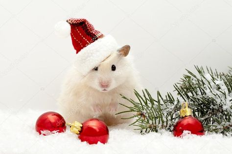 Hamster Photography, Hamster Photoshoot, Hamster Wallpaper, Christmas Hamster, Christmas Pet Photos, Hamster Diy, Christmas Bunny, Pet Guinea Pigs, Cute Guinea Pigs