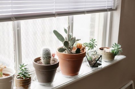 Such a pretty windowsill Plants On Window Sill, Dorm Plants, Window Ledge Decor, Window Sill Plants, Plant Shelfie, Ledge Decor, Windowsill Plants, Small Space Hacks, Window Sill Decor