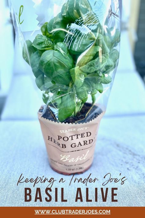 Trader Joe's Basil Plant Alive Caring For Basil Plant, Trader Joes Vegan, Growing Basil, Basil Plant, Mint Plants, Fresh Kitchen, Kitchen Herbs, Herb Pots, Trader Joe’s