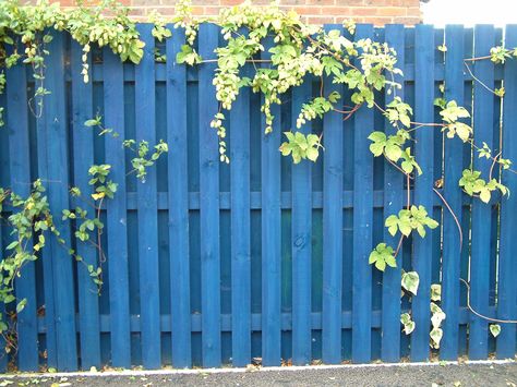 Blue Garden Fence, Fence Aesthetic, Landscaping Walls, Colorful Fence, Painted Fences, Blue Wood Stain, Fence Paint Colours, Painted Fence, Blue Fence