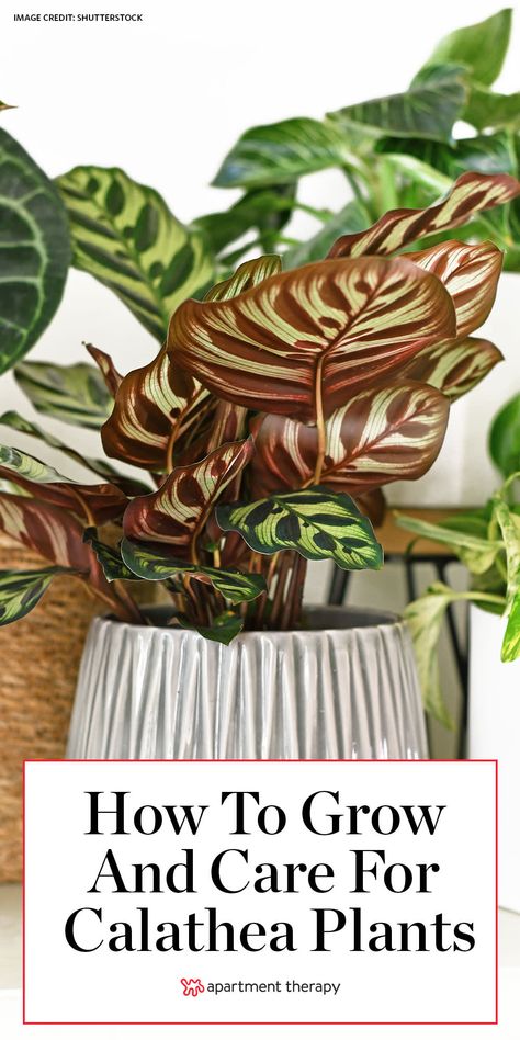 Caring for Calatheas, the Most Beautiful Low-Light Plants Calathea Plant Care Tips, Calathea Plant Care, Calathea Varieties, Plants Apartment, Plants Beautiful, Snake Plant Care, Grow Light Bulbs, Calathea Plant, Plant Care Houseplant