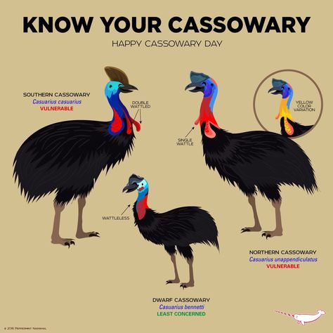 Know Your Cassowaries Cassowaries Bird, Cassowary Tattoo, Cassowary Drawing, Cassowary Illustration, Pleistocene Animals, Extinct Birds Drawing, Animal Infographic, Animals Information, Fun Facts About Animals