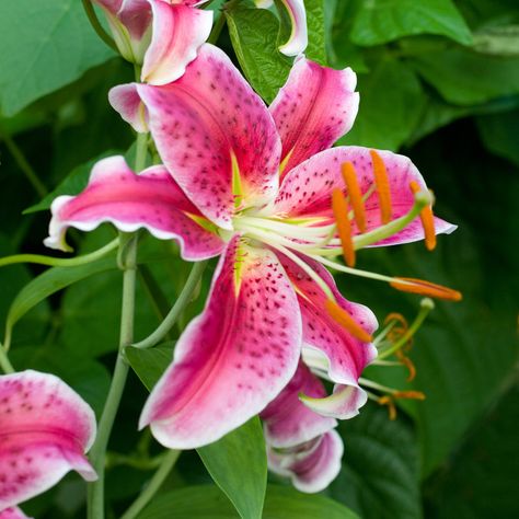 'Pink Tiger' lily. Lovely rich pink flowers sprinkled all over with black dots. Pink Tiger Lily, Tiger Lily Flowers, Lily Seeds, Lily Wallpaper, Rain Lily, Tiger Lilies, Pink Tiger, Lily Bulbs, Stargazer Lily