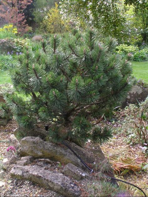 Pinus mugo 'Mops' Pinus Mugo, Planting Plan, Terrace Garden, Mediterranean Style, Rock Garden, Fall Colors, Red Roses, Garden Design, Landscaping