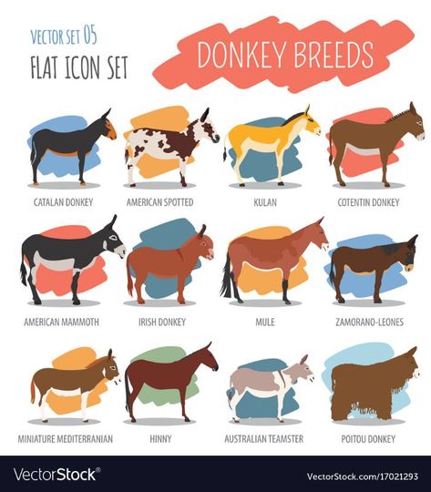 Donkey Breeds, Flat Icons Set, Flat Icon, Icon Set