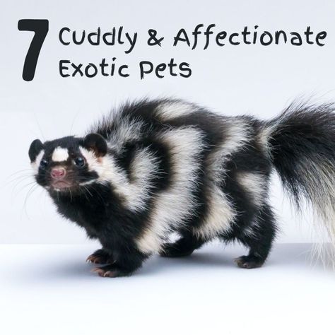 Weird Pets To Own, Unique Pets To Own, Exotic Animals As Pets, Cute Exotic Animals, Unique Pets, Unusual Pets, Exotic Pet, Companion Animals, Animal Home