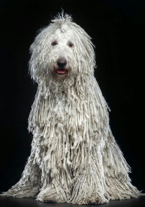 Komondor Puppy, Komondor Dog, Funny Animals Pictures, Mop Dog, Puli Dog, Hungarian Dog, Dog Aesthetic, Guard Dog, Giant Dogs