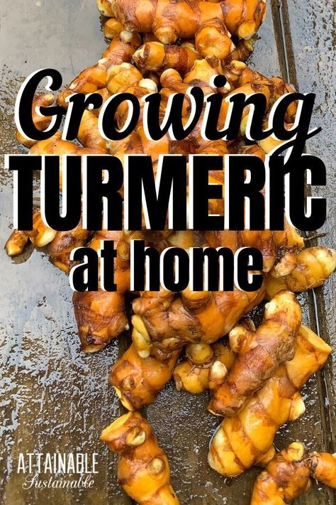 Growing Turmeric, Grow Turmeric, Turmeric Plant, Growing Ginger, Healthy Nutrition Plan, Medicinal Herbs Garden, Garden Herbs, Herb Garden Design, Starters Recipes