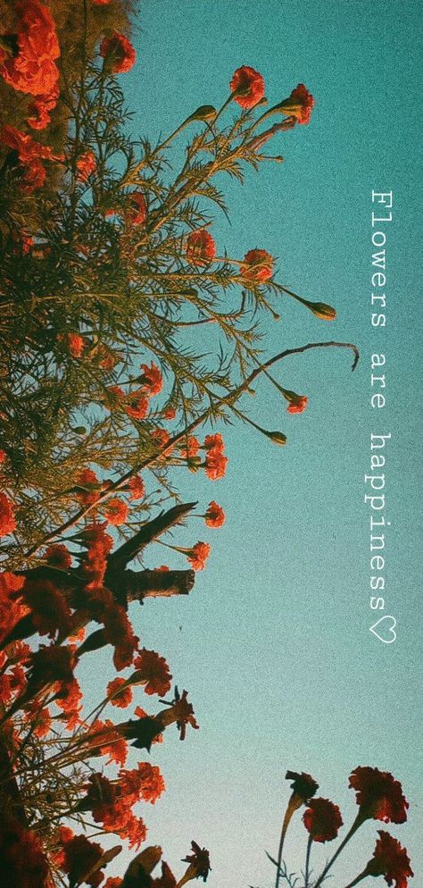 Aesthetic flowers for wallpaper Marigold Flower Quotes, Marigold Aesthetic Wallpaper, Marigold Flower Aesthetic, Marigold Aesthetic, Marigold Wallpaper, Orange Marigold, Creative School Project Ideas, Marigold Flowers, Best English Songs