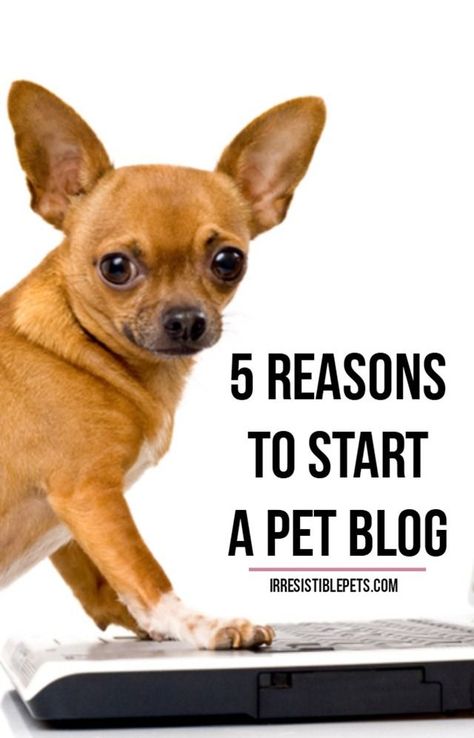 Five Reasons to Start a Pet Blog by IrresistiblePets.com Great Small Business Ideas, Food Safety Training, Pet Care Business, Social Media Advice, Dog Business, Pet Blog, Pet Businesses, Blog Ideas, Dog Blog