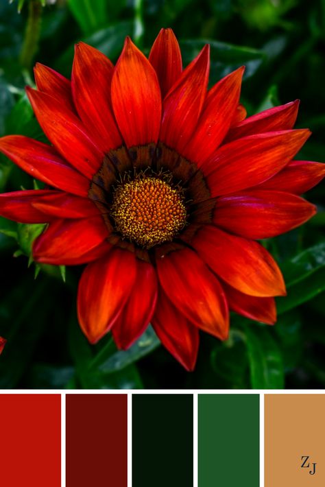 ZJ Colour Palette 593 #colourpalette #colourinspiration Red Colour Palette, Color Schemes Colour Palettes, Color Collage, Color Palate, Color Palette Design, Color Balance, Color Textures, Colour Schemes, Color Pallets