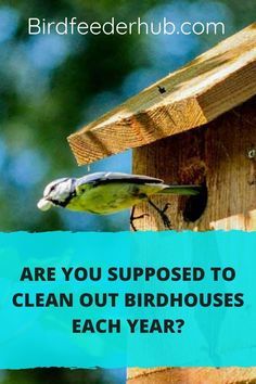 When To Clean, Bird Habitat, Farming Animals, Cool Bird Houses, Backyard Birds Watching, Bird House Plans Free, Backyard Birds Sanctuary, Birdhouses Bird Feeders, Homemade Bird Houses