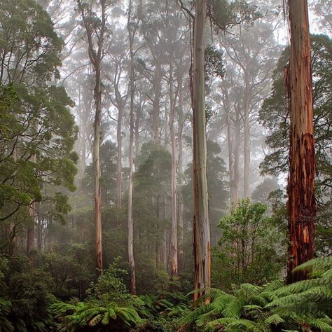 forest Eucalyptus Forest, Colonial Chic, Australia Landscape, Beautiful Australia, Mural Inspiration, Picnic At Hanging Rock, Gum Trees, Australian Trees, Australian Wildflowers