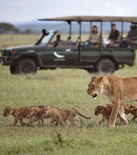 Grumeti Serengeti Tented Camp in Tanzania offers relatively exclusive access to a park well known for its swarming game and its popularity with wildlife lovers. Timbuktu Travel. Serengeti Aesthetic, Tanzania Serengeti, Safari Aesthetic, Serengeti Safari, Serengeti Sunset, Four Seasons Serengeti Tanzania, Safari In Tanzania, Serengeti Tanzania, Tented Camp