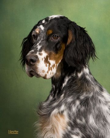 I'd love to have an English Setter with this pattern. Although my current english setter is pretty cute herself ;) Setter Dogs, English Setter Aesthetic, Setter Dog Breeds, English Setter Puppies, English Setter Painting, Setter Puppies, Field Irish Setter, English Setter Dogs, Ugly Dogs