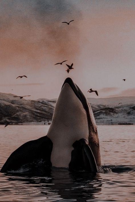 Dark Animals Aesthetic, Dark Animal Photography, Dark Animal Aesthetic, Orca Art, Animals Aesthetic, Orca Whale, Beautiful Sea Creatures, Orca Whales, Killer Whale