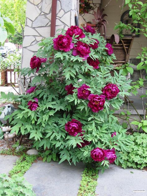 Entire plant photo of Tree Peony (Paeonia x suffruticosa 'Shimadaijin') uploaded to Garden.org by Jasmin Tree Peonies, Japanese Plants, Planting Peonies, Growing Peonies, Gardens Ideas, Japanese Tree, Tree Peony, Peonies And Hydrangeas, Aesthetic Flower