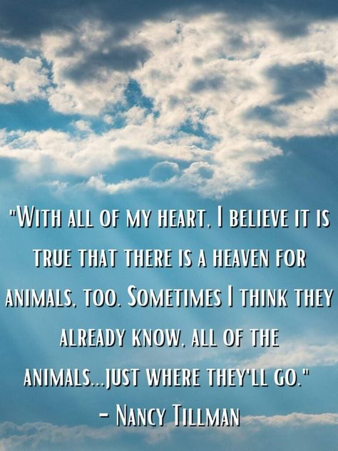 Best Dog Heaven Quotes to Ease Your Sorrows - Darling Quote Nancy Tillman Quotes, Losing A Pet Quotes, Pet Quotes Dog, Dog Heaven Quotes, Darling Quotes, My Pet Dog, Heaven Quotes, Dog Heaven, Lose Something