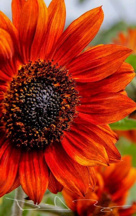 Sunflower Orange, Orange Sunflowers, Sunflowers And Daisies, Red Sunflowers, Sun Flowers, Red Sun, Color Flower, Happy Flowers, Yellow Sunflower