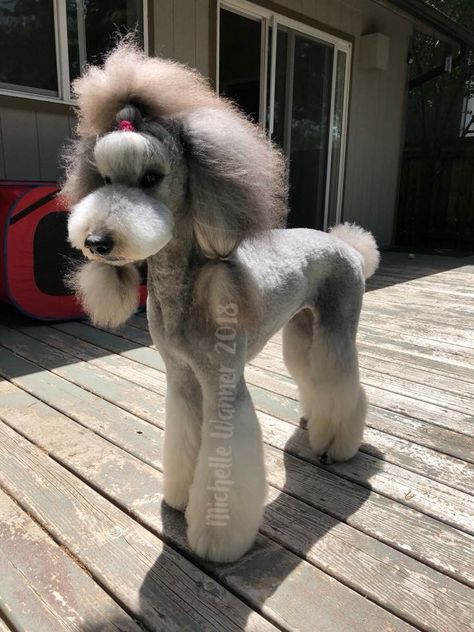 Asian Fusion Grooming Poodle, Asian Fusion Poodle, Mini Poodle Haircut Styles, Japanese Dog Grooming, Groom Summer Wedding, Poodle Hairstyles, Standard Poodle Haircuts, Groom Wedding Ideas, Poodle Haircuts