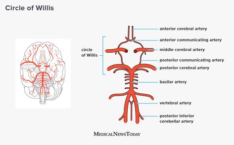 Circle of Willis: Anatomy, function, and what to know Circle Of Willis Anatomy, Circle Of Willis, Cranial Nerves Mnemonic, Internal Carotid Artery, Subclavian Artery, Nursing School Inspiration, Vertebral Artery, Anatomy Bones, Basic Anatomy And Physiology