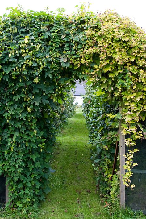 Hops Vine for Beer Making, Humulus opulus, two kinds, Left: Cascade, and Right: Golden hops Humulus lupus 'Aureus' Hops Growing, Hop Trellis, Hops Trellis, Farm Brewery, Cabin Landscaping, Growing Hops, Brewery Ideas, Gardening Tattoo, Hops Vine