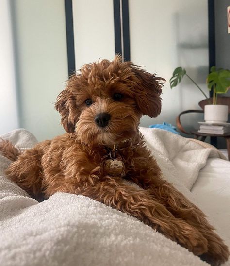 Kaia the Toy Cavapoo (@kaiathetoy) • Instagram photos and videos Brown Cavapoo, Cavapoo Full Grown, Toy Cavapoo, 2024 Holidays, Cavapoo Dogs, Getting A Puppy, Poodle Puppy, Toy Poodle