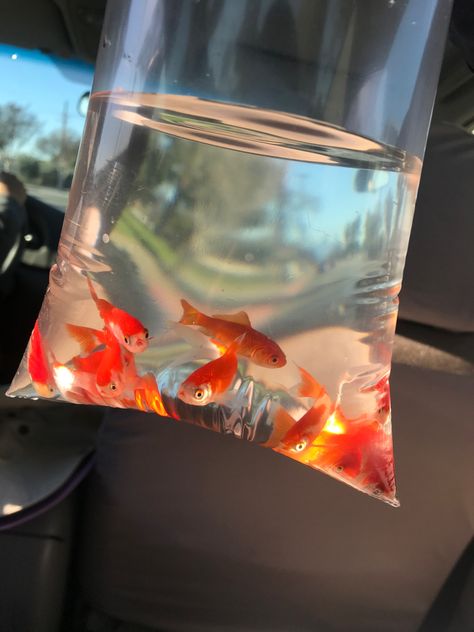 Alyssacore Aesthetic, Aquarium Pictures, Fancy Flowers, Orange Fish, Fish In A Bag, Pet Fish, Gold Fish, Betta Fish, The Gold