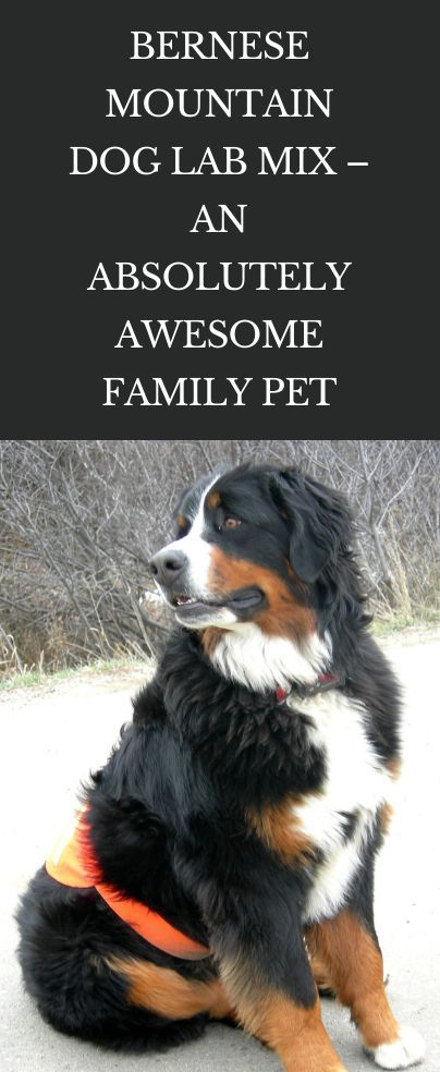 The Bernese mountain dog lab mix – an absolutely awesome family pet and a larger-than-life dog everyone would be lucky to have in their life. Is everyone right for this breed, however, or are they as complicated to look after as some other large dog breeds? What are the most important characteristics you need to know about these dogs? Bernese Mountain Dog Mix, Dog Lab, Lab Mix Puppies, Dog Mixes, Lab Puppy, Lab Dogs, Character Traits, Unusual Animals, Dog Activities