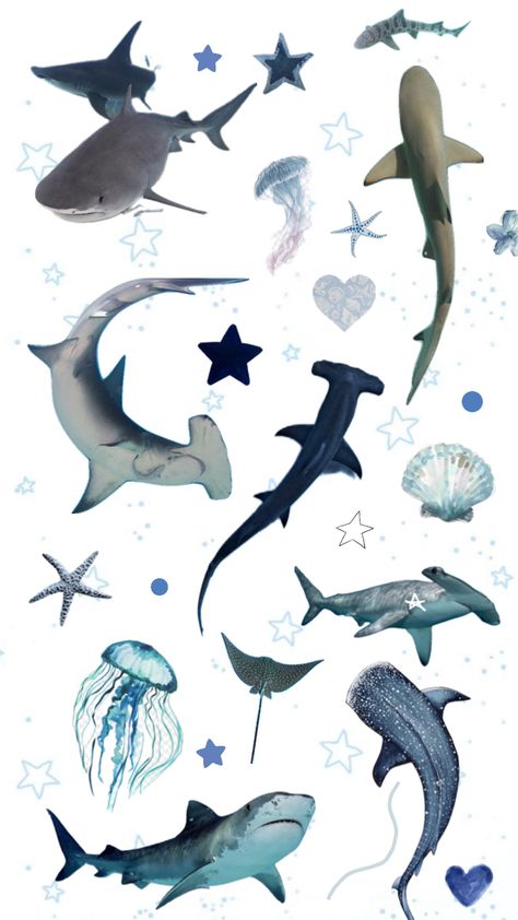 Shark Background, Cool Sea Creatures, Animal Infographic, Different Creatures, Shark Pictures, Sea Shepherd, Shark Decor, Manta Rays, Ocean World