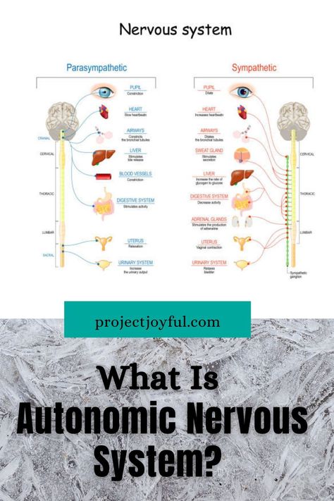 Automatic Nervous System, Corporate Woman, Sympathetic Nervous System, Not Enough Sleep, Corporate Women, Parasympathetic Nervous System, Autonomic Nervous System, Sweat Gland, Sleep Cycle