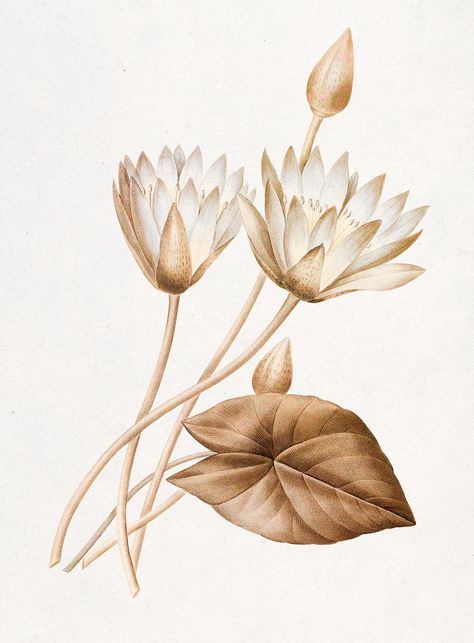 Egyptian Art Drawing, Lotus Drawing, Egyptian Lotus, Watercolor Wallpaper Iphone, Flower Brown, Blue Lotus Flower, Brown Leaves, Antique Artwork, Leaf Drawing