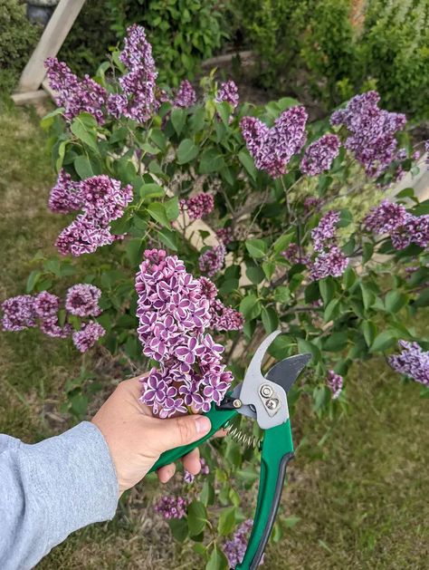 How To Prune and Care For Lilac Bushes Prune Lilac Bush, Bloomerang Lilac, Common Lilac, Lilac Varieties, Lilac Plant, Gardening Guide, Syringa Vulgaris, Lilac Bushes, Drought Tolerant Plants