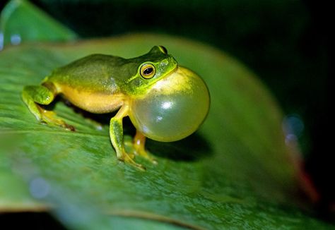 Thyroid Concerns. There are no easy answers | by Margie Pearl | Middle-Pause | Oct, 2020 | Medium Frog Posters, Frog Photography, Leaf Frog, Camera Crafts, Hawk Photos, Alberta Travel, Frog Pictures, Animal Fun, Water Life