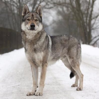 Guard Dog Training, Czechoslovakian Wolfdog, Caucasian Shepherd, Dog Breeder, Wolf Dog, German Shepherd Dog, Shepherd Dog, Doberman, Christmas Movies